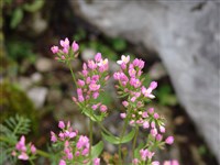 Золототысячник привлекательный – Centaurium venustum (A.Gray) Robinson.