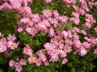 Золушка [Род дендрантема – Dendranthema (DC.) Desmoul]