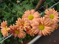 Зорька [Род дендрантема – Dendranthema (DC.) Desmoul]