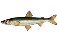 Зубастая корюшка (рисунок)