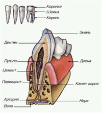 Зубы (строение)
