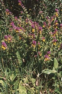 ИВАН-ДА-МАРЬЯ