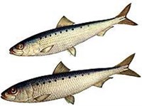 ИВАСИ (рисунок)