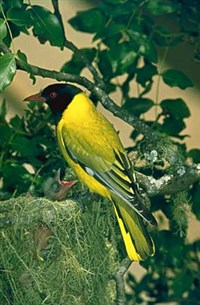 ИВОЛГА (африканская)