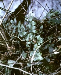 ИГЛИЦА колхидская