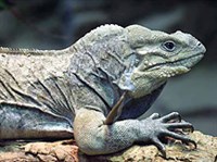 ИГУАНА-НОСОРОГ (Cyclura cornuta)