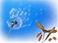 ИДИОАДАПТАЦИЯ