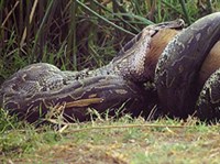 ИЕРОГЛИФОВЫЙ ПИТОН