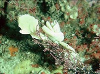 ИЗВЕСТКОВЫЕ ГУБКИ (Калькаронные губки)