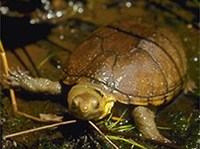 ИЛОВАЯ ЧЕРЕПАХА