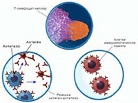 ИММУННАЯ РЕАКЦИЯ