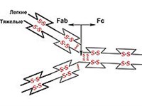 ИММУНОГЛОБУЛИНЫ (схема молекулы)
