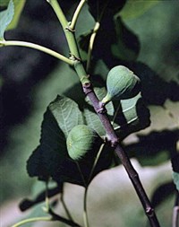 ИНЖИР ОБЫКНОВЕННЫЙ