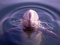 ИРАВАДИЙСКИЙ ДЕЛЬФИН