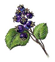 ИРГА (круглолистная)