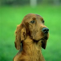 ИРЛАНДСКИЙ СЕТТЕР