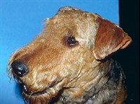 ИРЛАНДСКИЙ ТЕРЬЕР