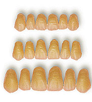 ИСКУССТВЕННЫЕ ЗУБЫ ДЛЯ СЪЕМНЫХ ПРОТЕЗОВ