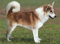 ИСЛАНДСКАЯ СОБАКА