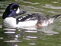 ИСЛАНДСКИЙ ГОГОЛЬ (селезень)