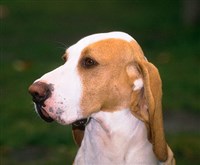 ИСПАНСКАЯ ГОНЧАЯ