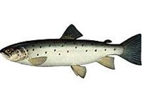 ИШХАН (рисунок)