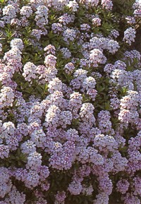 Иберис вечнозеленый – Iberis sempervirens L.