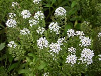 Иберис горький – Iberis amara L.