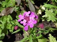 Иберис зонтичный – Iberis umbellata L.
