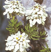 Иберис скальный – Iberis saxatilis L.