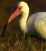 Ибисы (белый ибис)