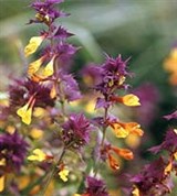 Иван-ДА-марья (цветение)