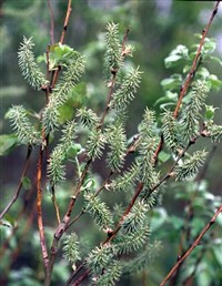 Ива (женские цветы)