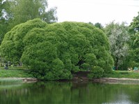 Ива белая, серебристая, ветла – Salix alba L. (1)