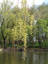 Ива белая, серебристая, ветла – Salix alba L. (2)