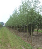 Ива белая, серебристая, ветла – Salix alba L. (4)