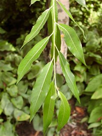 Ива волчниковая, красивая, шелюга желтая, ива фиолетовая – Salix daphnoides Vill.