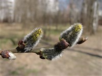 Ива конопляная, прутовидная, корзиночная – Salix viminalis L. (1)