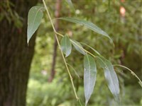 Ива ломкая, ракита – Salix fragilis L.