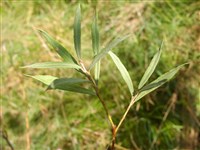 Ива лоховидная, седая – Salix elaeagnos Scop.