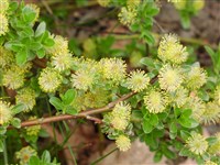 Ива медвежьи ушки – Salix uva-ursi Pursh. (1)