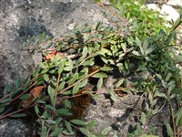 Ива ползучая – Salix repens L.