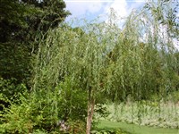 Ива траурная – Salix x sepulcralis Simonkai.