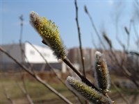 Ива шерстистопобеговая – Salix x dasyclados Wimm.