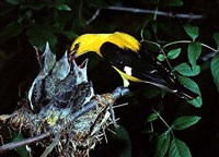 Иволга (самец с птенцами)