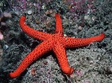 Иглокожие (Красная морская звезда)