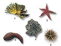 Иглокожие (морская лилия и др.)
