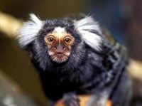 Игрунки (голова)