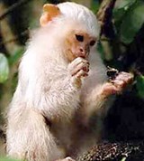 Игрунки (серебристая мармозетка)