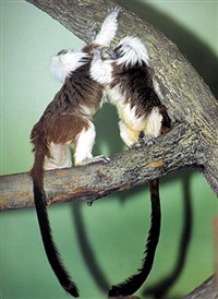 Игрунки дерущиеся